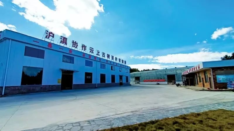 海拔2000米的绿色宝藏！南涧县如何用一片茶叶绘就乡村振兴新图景？  第4张