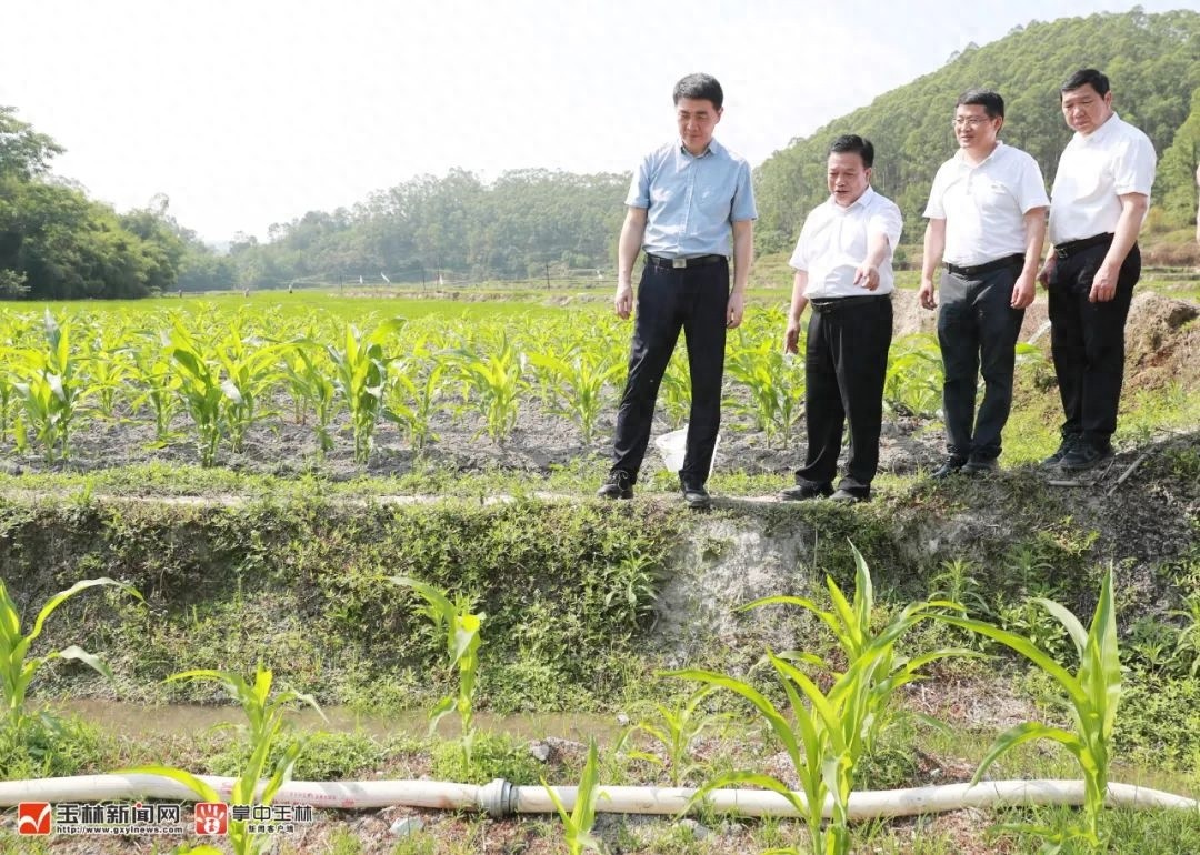 干群同心抗旱，这场甘霖为何如此珍贵？