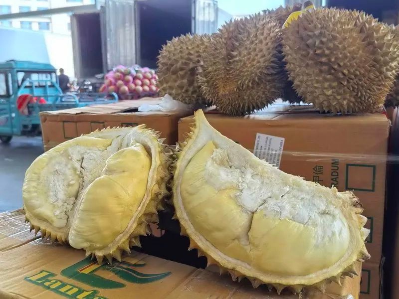 青岛榴莲批发价狂降！400万斤榴莲涌入，价格还会跌多少？  第2张