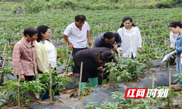蓝山县新圩辣椒夏季田间管理实用技术培训班成功举办？  第2张