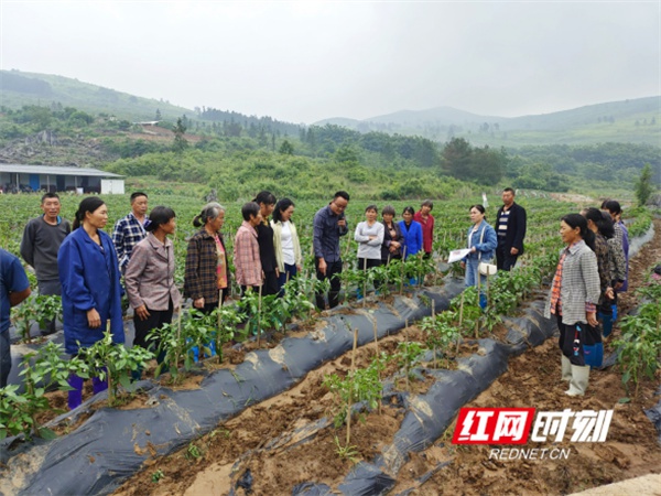 蓝山县新圩辣椒夏季田间管理实用技术培训班成功举办？  第3张