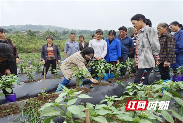 蓝山县新圩辣椒夏季田间管理实用技术培训班成功举办？  第5张