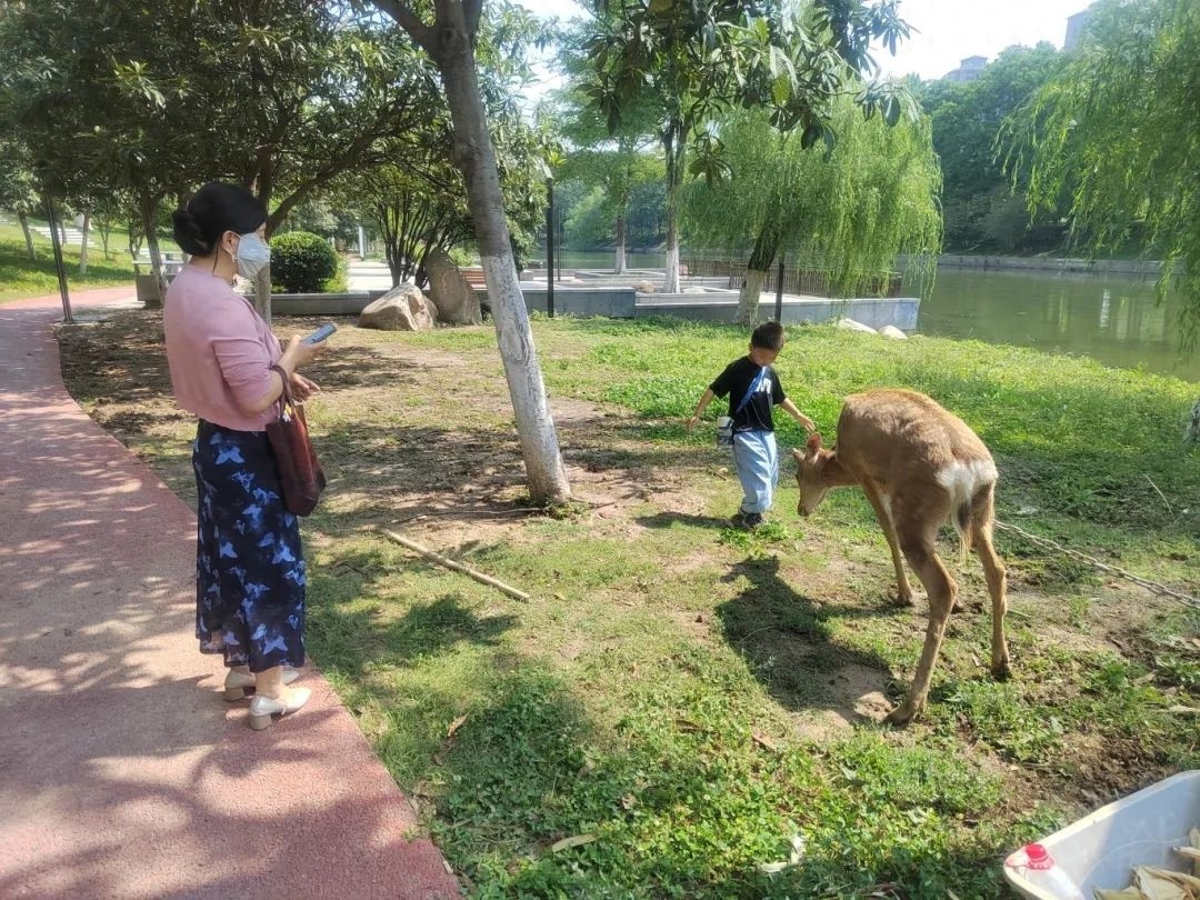 阜城东城墙下惊现梅花鹿！个人能养？野生保护动物咋回事？