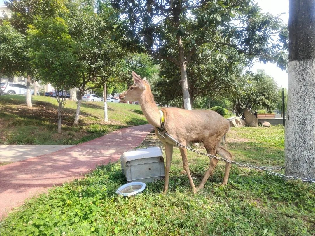 阜城东城墙下惊现梅花鹿!个人能养?野生保护动物咋回事? 第2张 阜城东城墙下惊现梅花鹿!个人能养?野生保护动物咋回事? 第2张