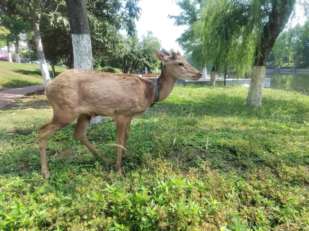 阜城东城墙下惊现梅花鹿!个人能养?野生保护动物咋回事? 第3张 阜城东城墙下惊现梅花鹿!个人能养?野生保护动物咋回事? 第3张