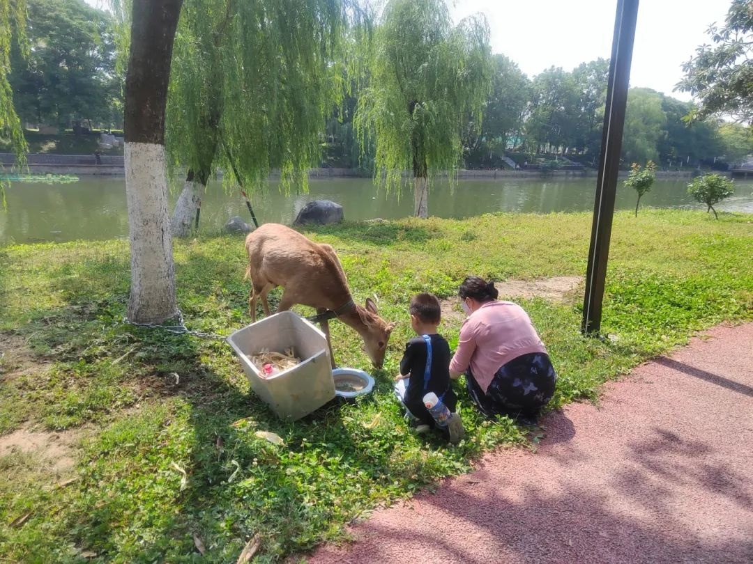 阜城东城墙下惊现梅花鹿!个人能养?野生保护动物咋回事? 第4张 阜城东城墙下惊现梅花鹿!个人能养?野生保护动物咋回事? 第4张
