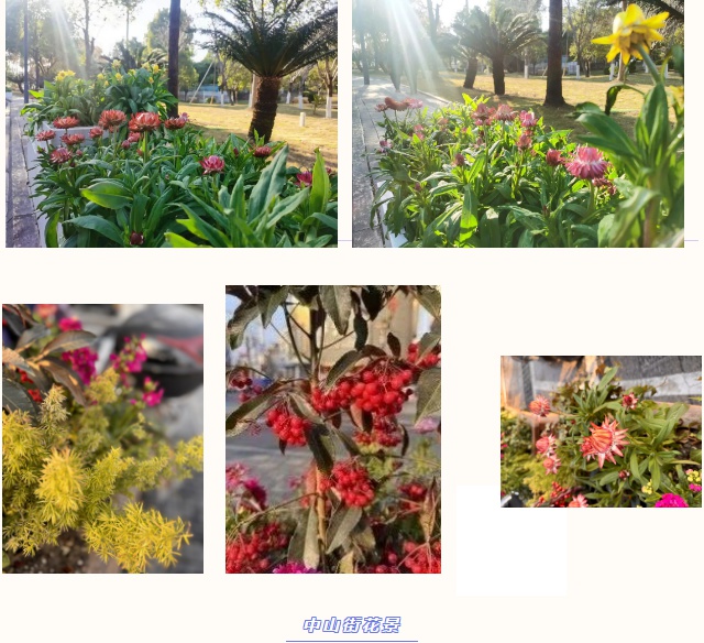 蛇年新春，处州公园变身梦幻花境！7742平方米花卉盛宴等你来赏  第5张