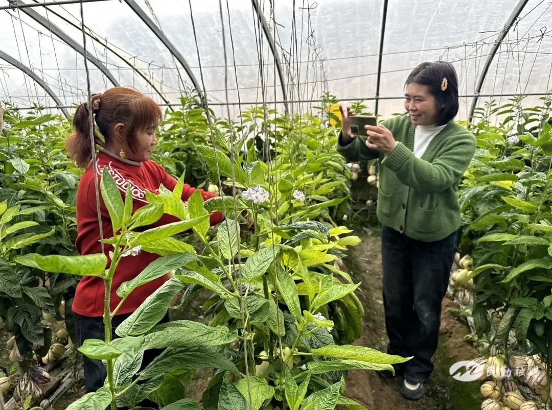田鼠大婶裴爱民如何用一支笔绘出美好生活？走进她的温室大棚，发现生活的绿意盎然