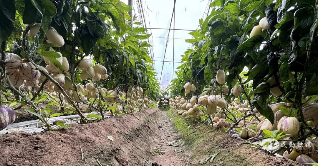 田鼠大婶裴爱民如何用一支笔绘出美好生活？走进她的温室大棚，发现生活的绿意盎然  第2张