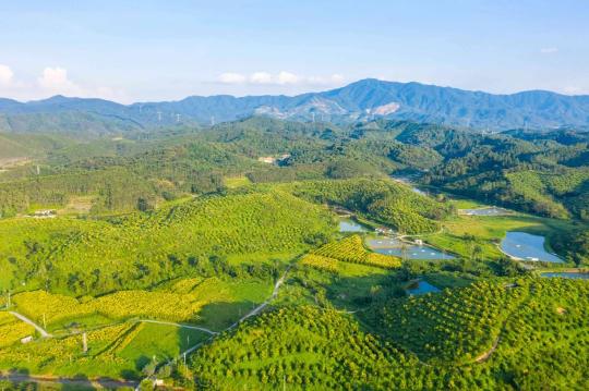 绿美广东生态建设大突破！2024年林分优化、森林抚育任务超额完成，你感受到了吗？  第5张