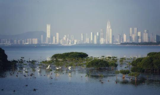 绿美广东生态建设大突破！2024年林分优化、森林抚育任务超额完成，你感受到了吗？  第6张