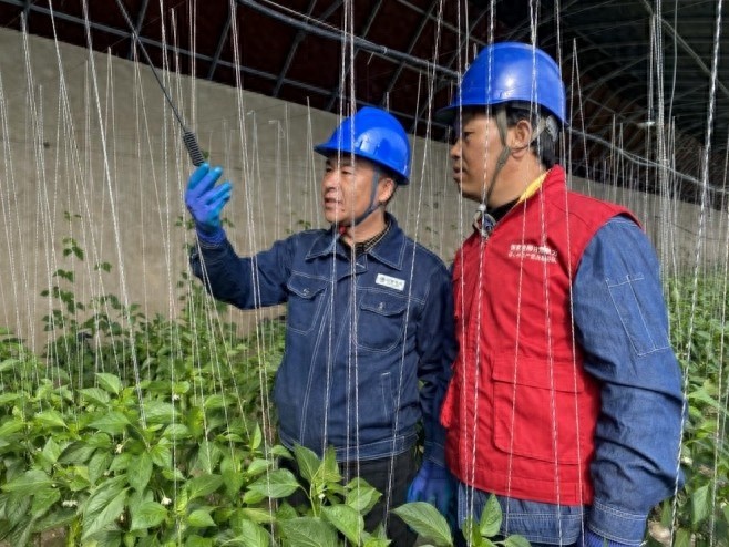 立春刚过，大棚种植的黄金期来了！但你知道电安全有多重要吗？