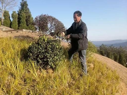 春节期间八卦山公墓如何应对1625人次的祭扫高峰？背后细节曝光  第2张