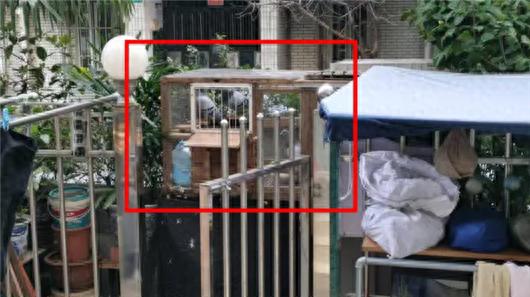 信鸽扰民，异味弥漫！嘉兴路街道执法队如何迅速解决居民困扰？