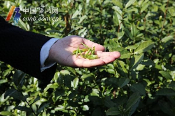 宁波茶叶远销非洲，为何客户连泡三次仍赞不绝口？揭秘品质背后的秘密