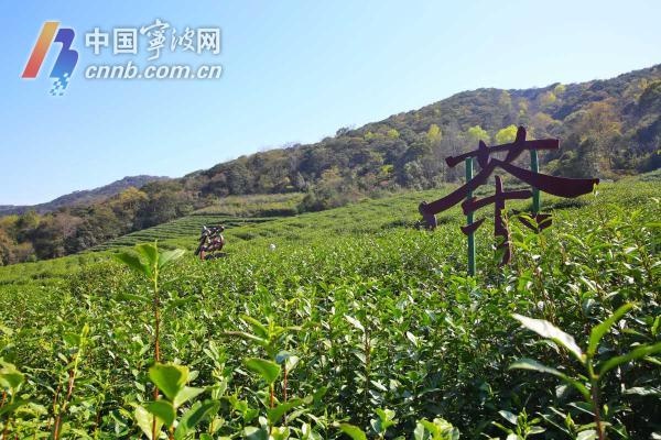 宁波茶叶远销非洲，为何客户连泡三次仍赞不绝口？揭秘品质背后的秘密  第2张