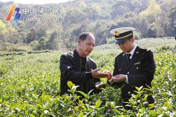 宁波茶叶远销非洲，为何客户连泡三次仍赞不绝口？揭秘品质背后的秘密  第3张