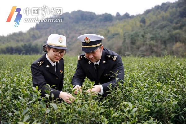 宁波茶叶远销非洲，为何客户连泡三次仍赞不绝口？揭秘品质背后的秘密  第4张