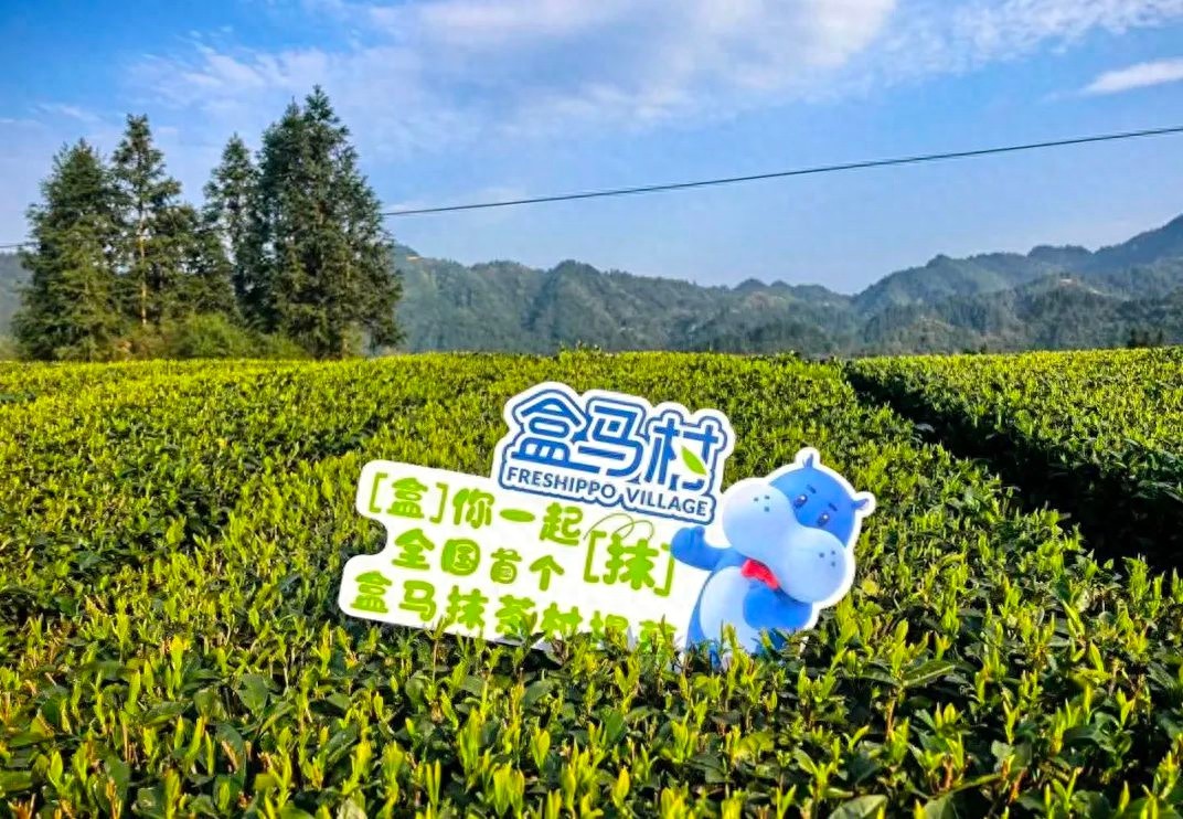 全国首个抹茶盒马村揭牌！江口县的抹茶产业将如何引领未来？