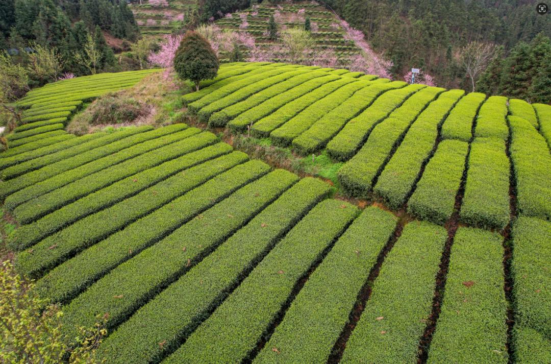 全国首个抹茶盒马村揭牌!江口县的抹茶产业将如何引领未来? 第2张 全国首个抹茶盒马村揭牌!江口县的抹茶产业将如何引领未来? 第2张