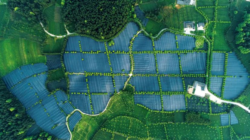 全国首个抹茶盒马村揭牌!江口县的抹茶产业将如何引领未来? 第3张 全国首个抹茶盒马村揭牌!江口县的抹茶产业将如何引领未来? 第3张