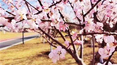 太原晋阳湖桃花岛6000株桃树盛放，你准备好迎接这场浪漫花雨了吗？