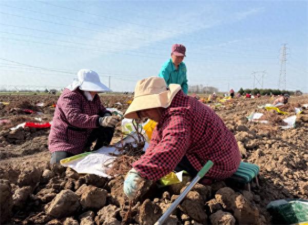 你知道吗？兴平市南位镇200亩丹参丰收，村民年收入高达8000元  第1张