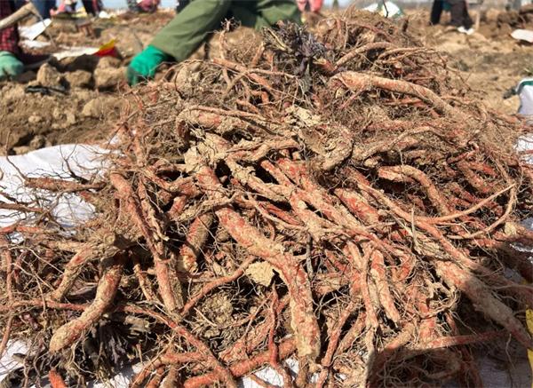你知道吗？兴平市南位镇200亩丹参丰收，村民年收入高达8000元  第3张