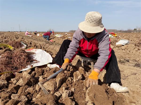 你知道吗？兴平市南位镇200亩丹参丰收，村民年收入高达8000元  第4张