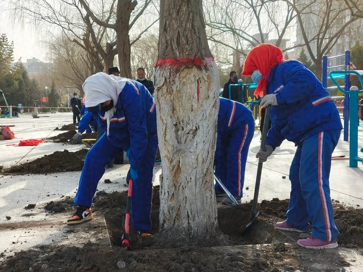 甘州区广场春季补植大揭秘！12棵垂柳、5棵西府海棠…打造四季皆景的城市绿洲
