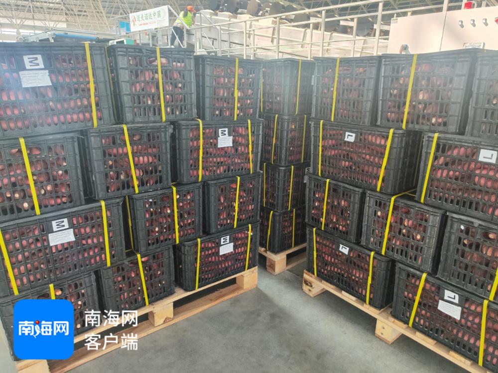 昌江甘薯再闯加拿大！这次20吨鲜货能否征服北美市场？  第2张