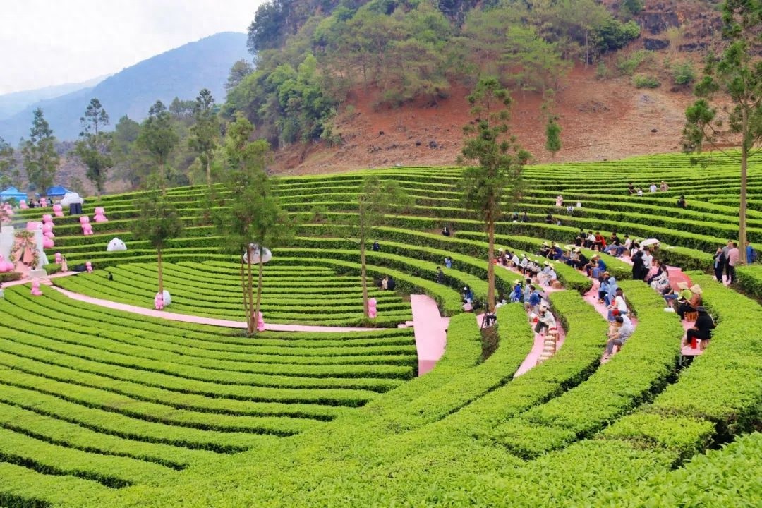云南临沧：云雾缭绕的原始部落、万亩茶园与金黄麦浪，你准备好探索这片秘境了吗？