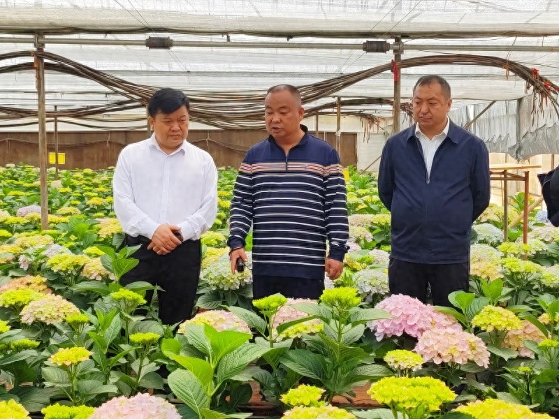 姚安花卉产业迎来重大突破！这家企业为何如此青睐姚安？