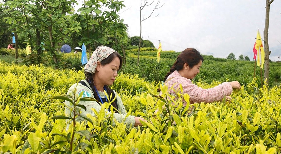 50余名采茶巧匠同台竞技，你见过指尖上的较量吗？
