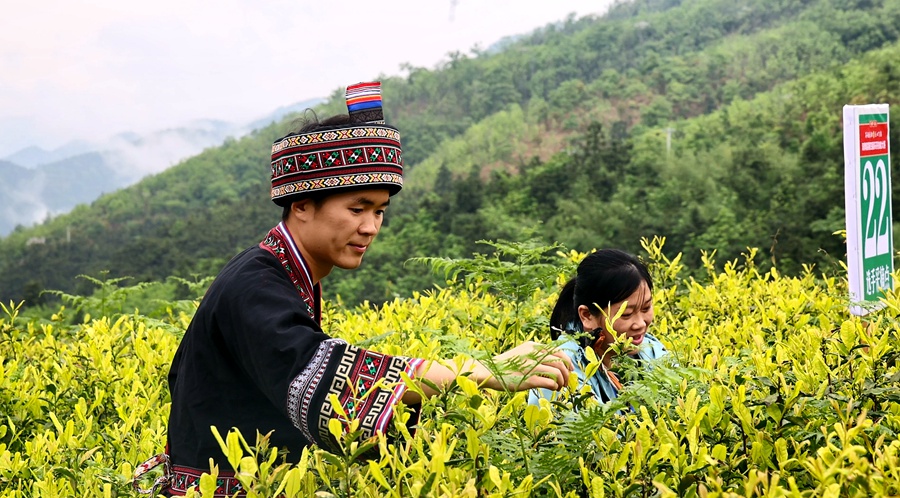50余名采茶巧匠同台竞技，你见过指尖上的较量吗？  第2张