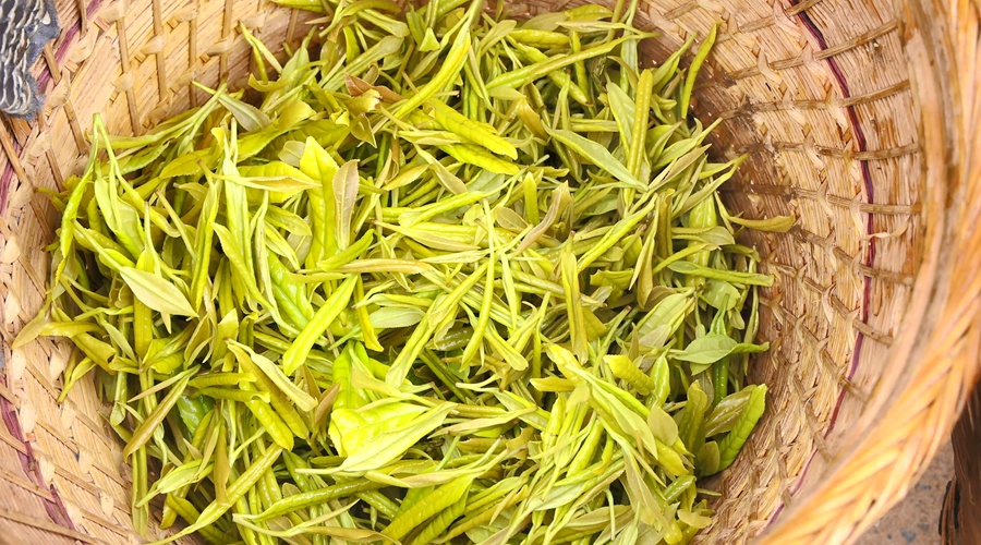50余名采茶巧匠同台竞技，你见过指尖上的较量吗？  第3张