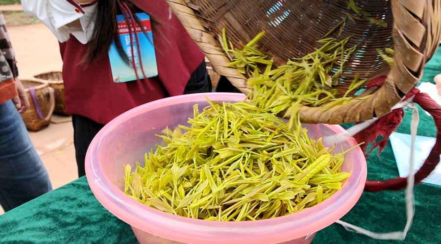 50余名采茶巧匠同台竞技，你见过指尖上的较量吗？  第4张