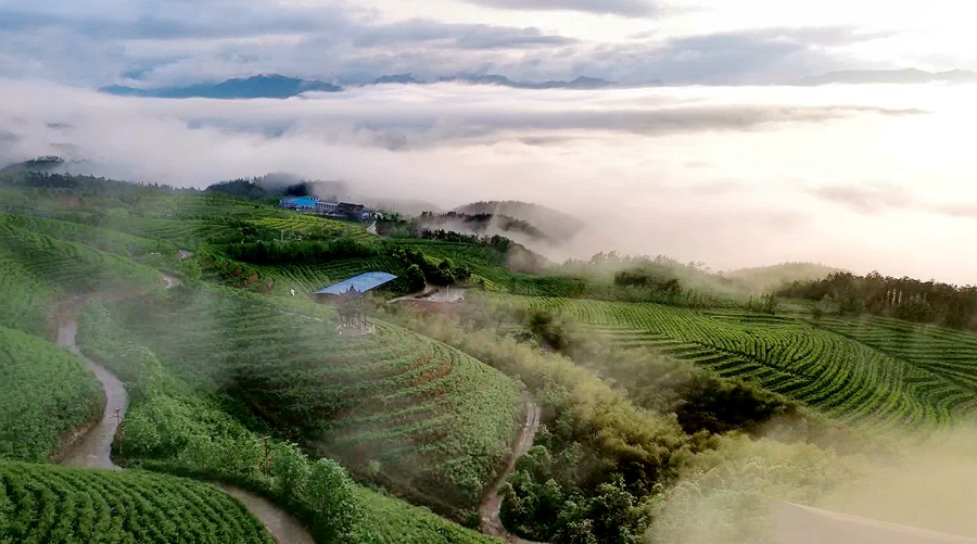 50余名采茶巧匠同台竞技，你见过指尖上的较量吗？  第5张