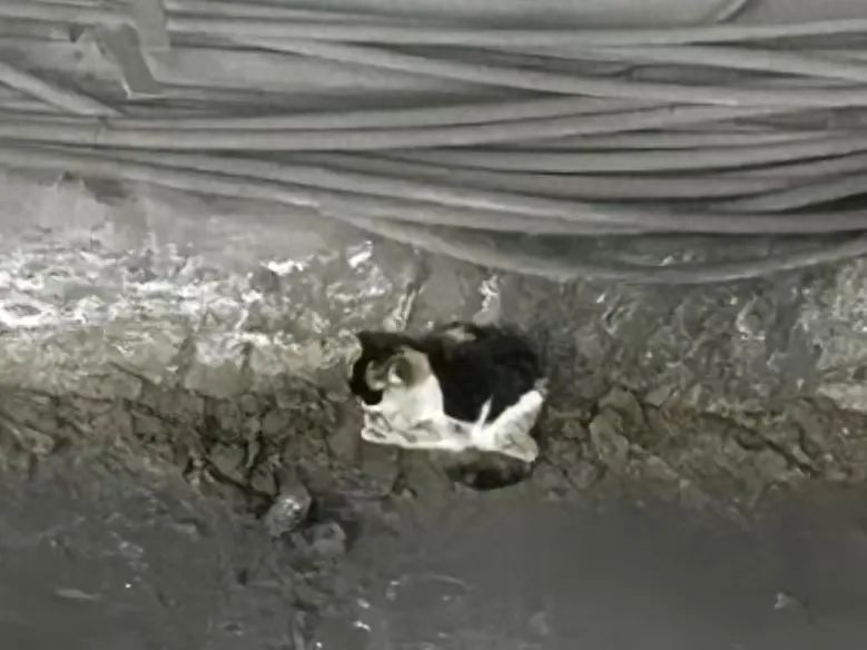 地铁6号线惊现三色小猫！工作人员与它上演十余次捉迷藏，结局如何？