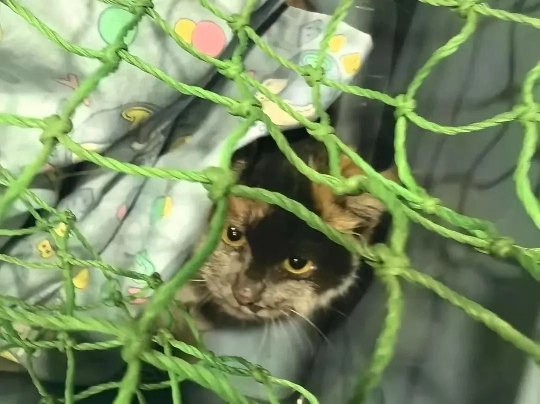 地铁6号线惊现三色小猫！工作人员与它上演十余次捉迷藏，结局如何？  第3张