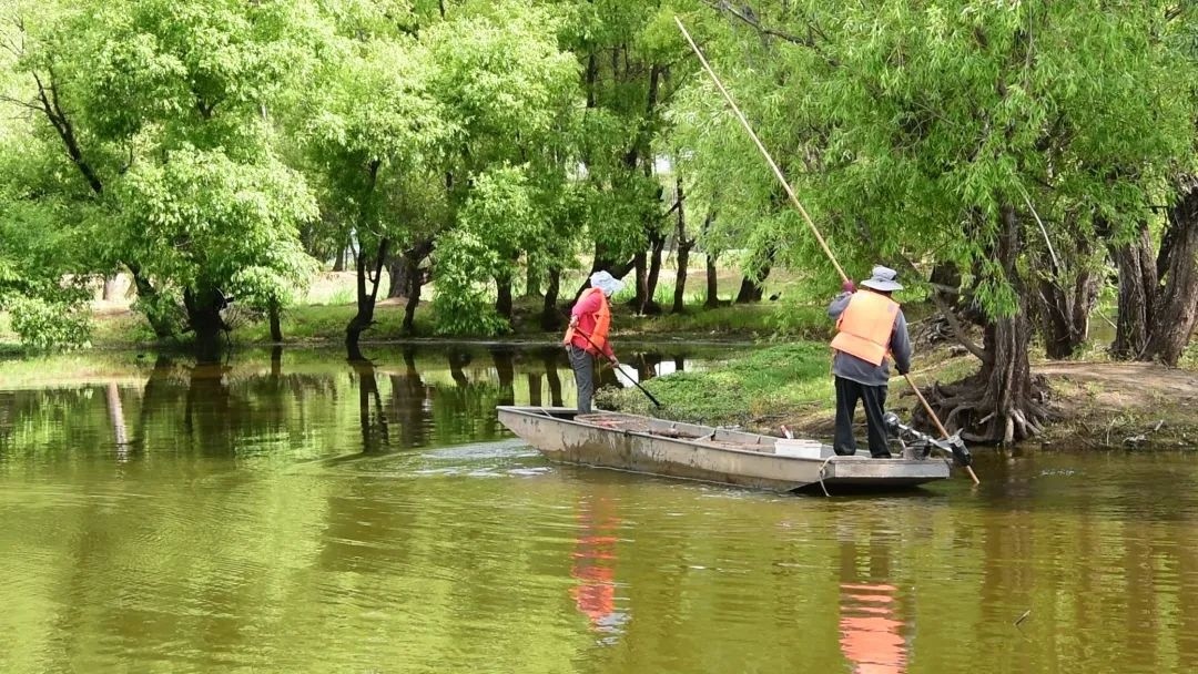 剑湖湿地管护局积极行动，筑牢湿地保护防线？这些举措超厉害