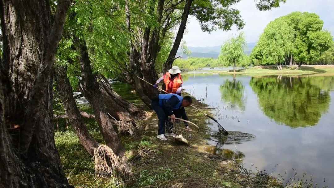 剑湖湿地管护局积极行动，筑牢湿地保护防线？这些举措超厉害  第3张