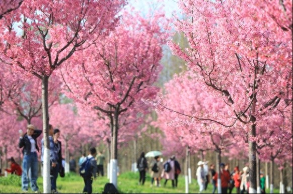 想知道成都春日最美的花香与酒香之旅吗？快来探索这10条绝佳线路
