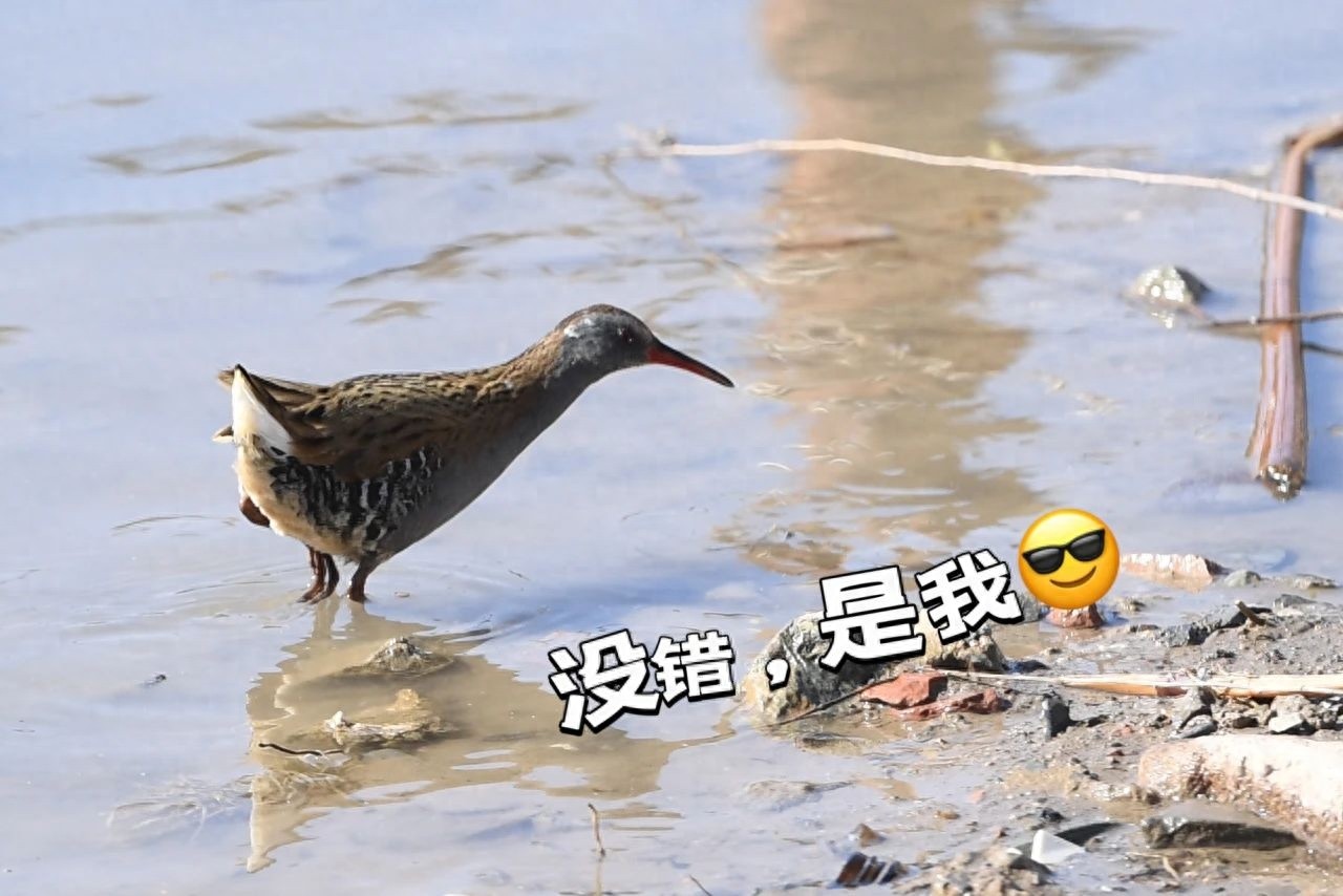 朝阳公园惊现神秘访客！西方秧鸡的绝密档案大揭秘，你见过吗？  第1张