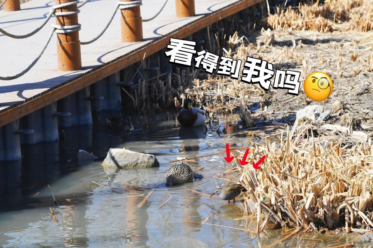 朝阳公园惊现神秘访客！西方秧鸡的绝密档案大揭秘，你见过吗？  第2张