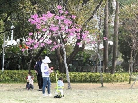 春日广州公园，哪里的花香最让人心醉？快收下这份赏花攻略