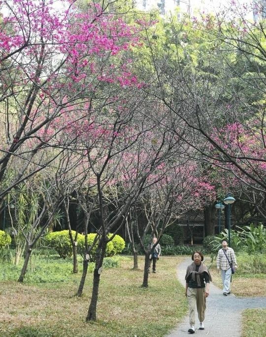 春日广州公园，哪里的花香最让人心醉？快收下这份赏花攻略  第2张