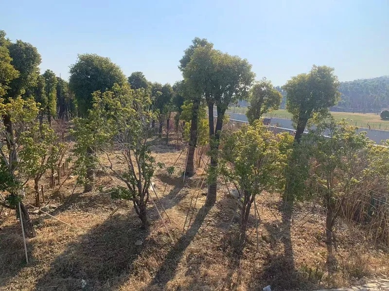 无锡如何在地少人多的困境下，实现造林绿化面积的大幅增长？  第5张