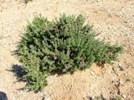 植物界的大熊猫——四合木，一年后它的生存环境发生了怎样的奇迹变化？  第1张