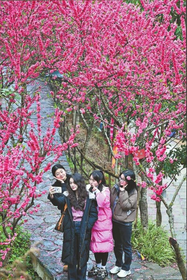 文山花开满园，你准备好踏春赏花了吗？  第3张
